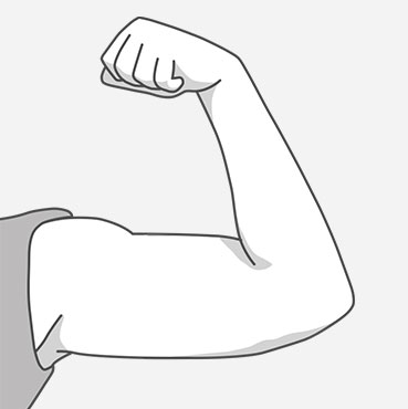 Average arm muscles